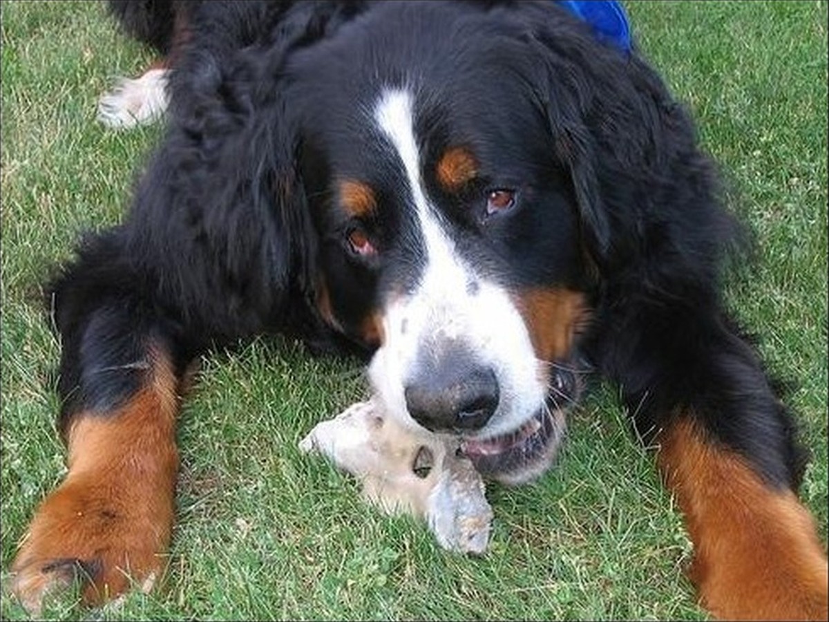 Bear, photo 1