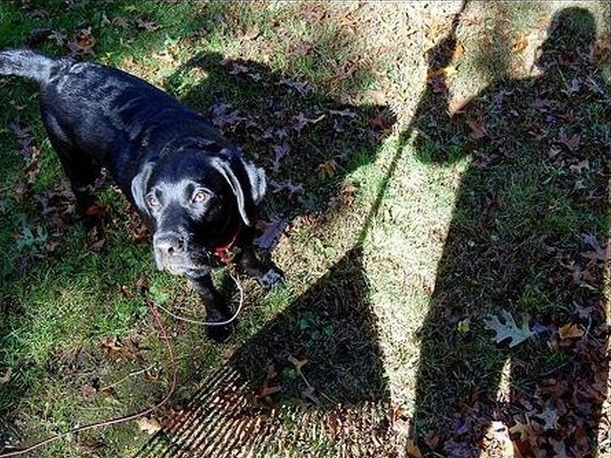 Ember, photo 1