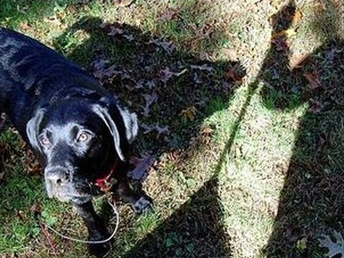 Ember, photo 2