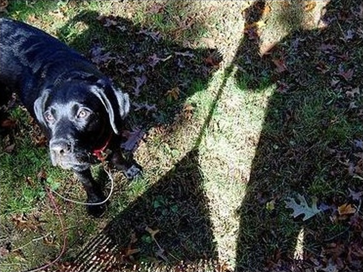 Ember, photo 3
