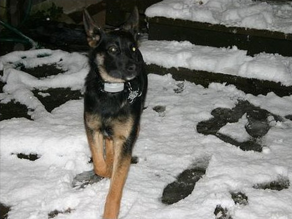 Iris, photo 1