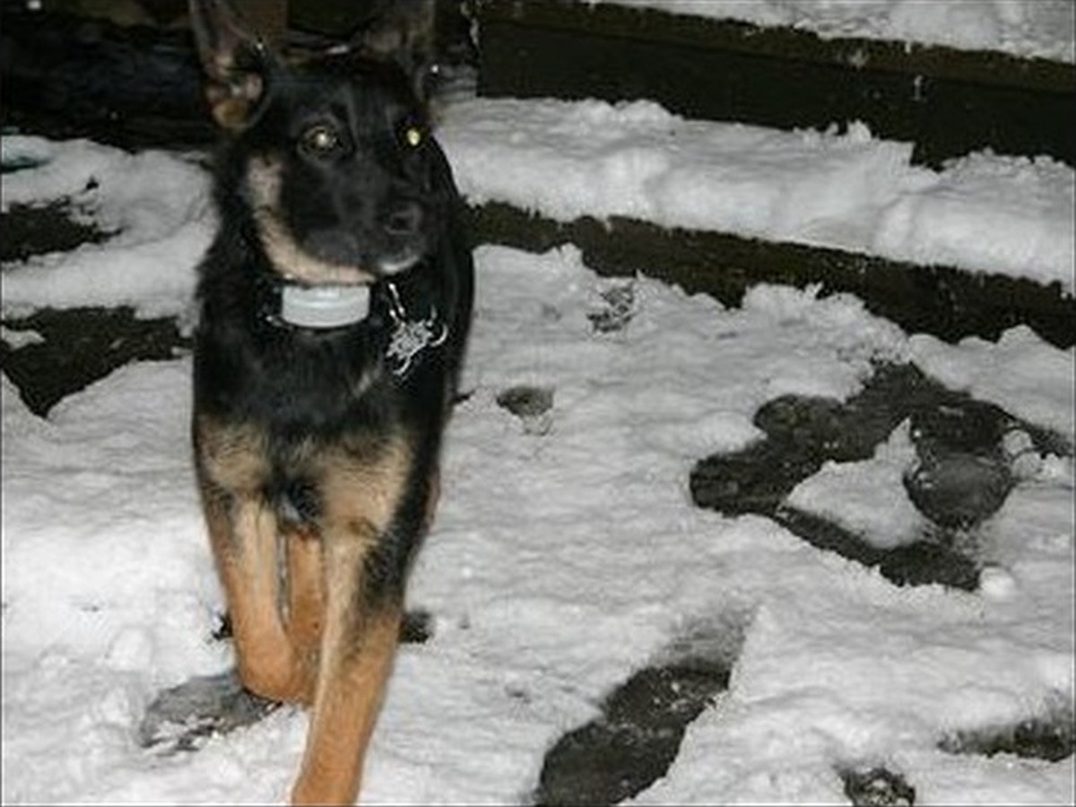 Iris, photo 3