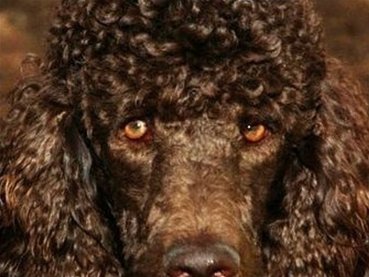 Marigold, photo 2