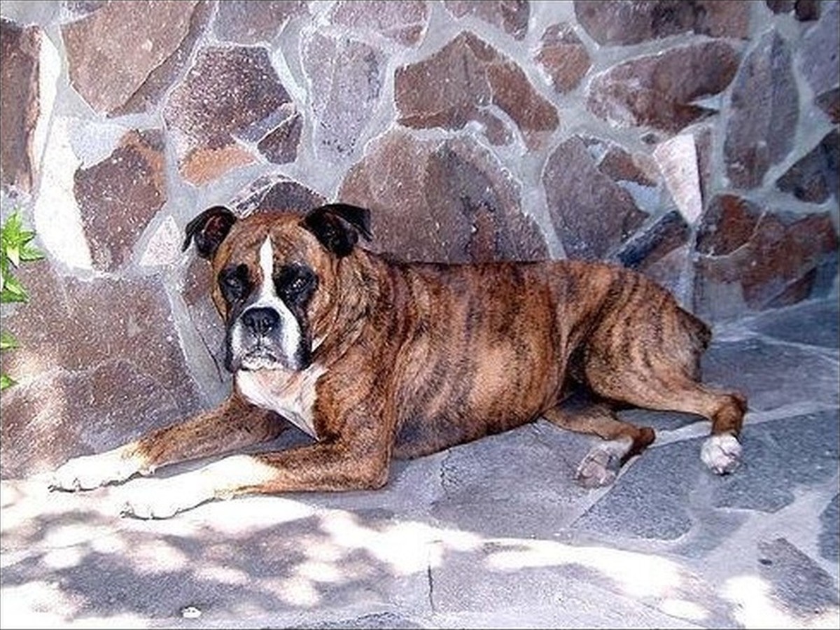 Mason, photo 1