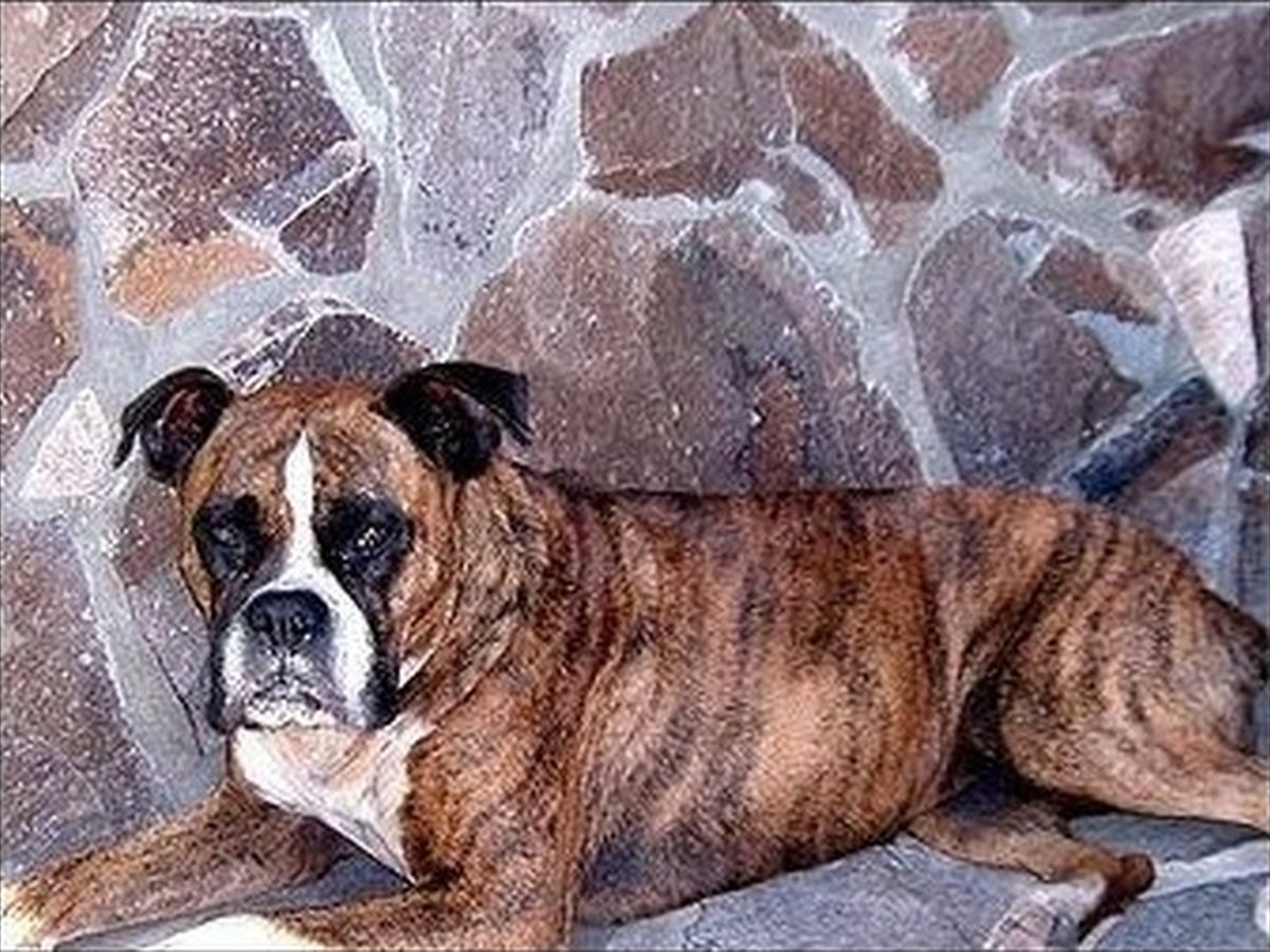Mason, photo 2