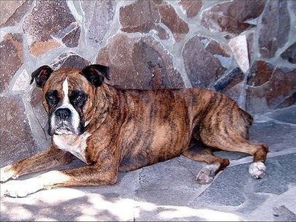 Mason, photo 3