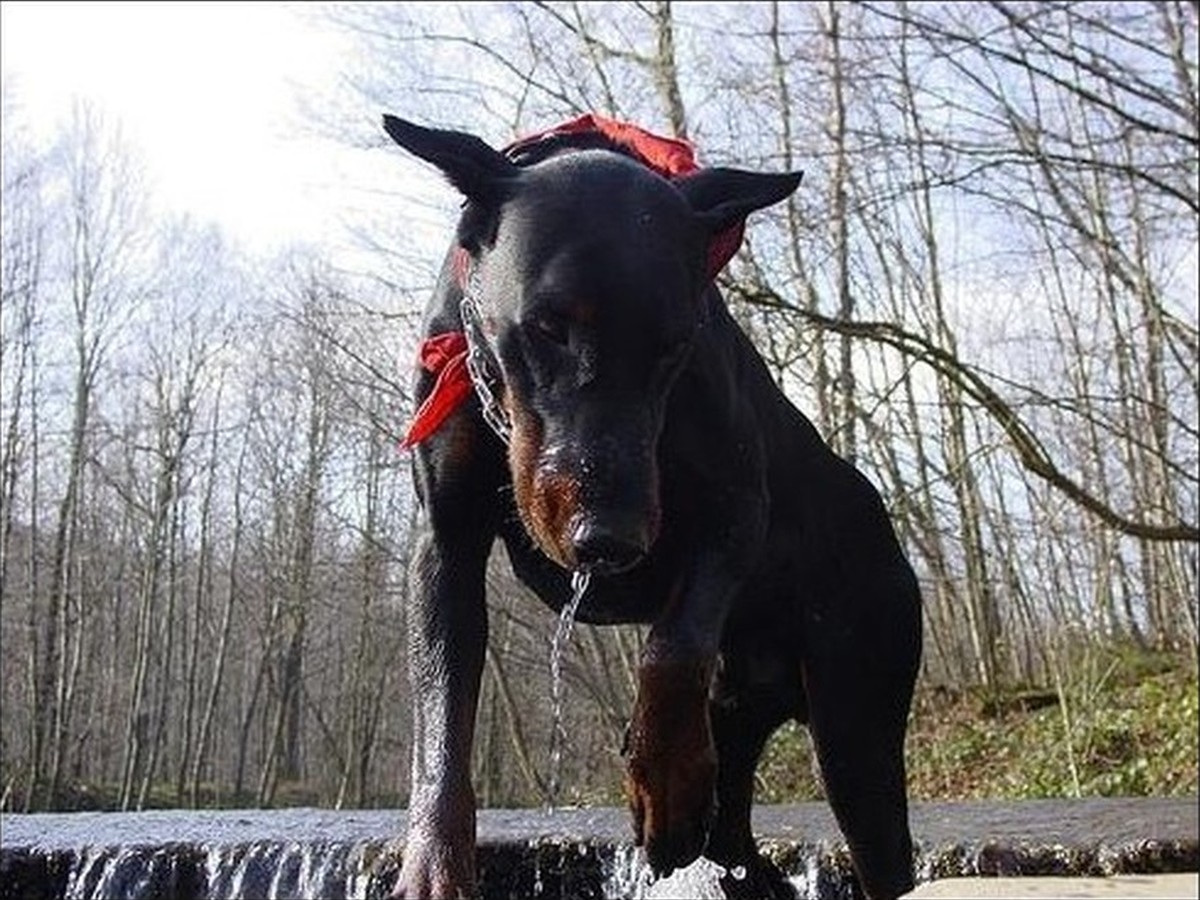 Onyx, photo 1
