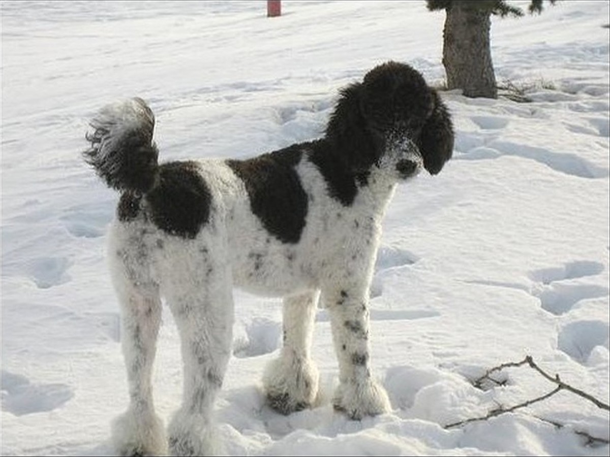 Pepper, photo 1