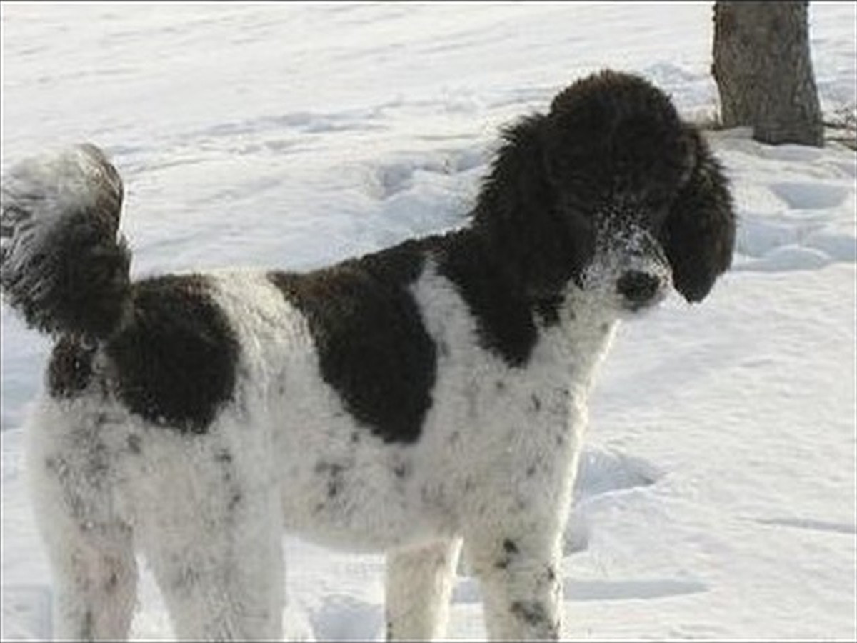Pepper, photo 2