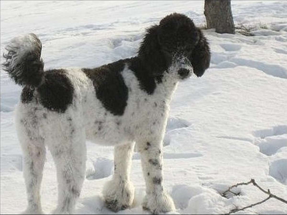 Pepper, photo 3