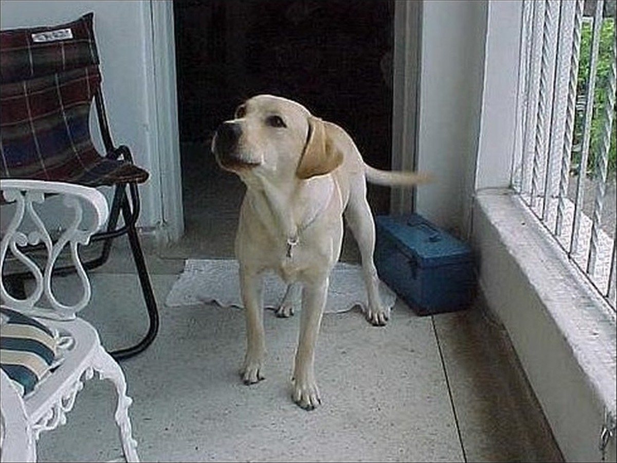 Ranger, photo 1