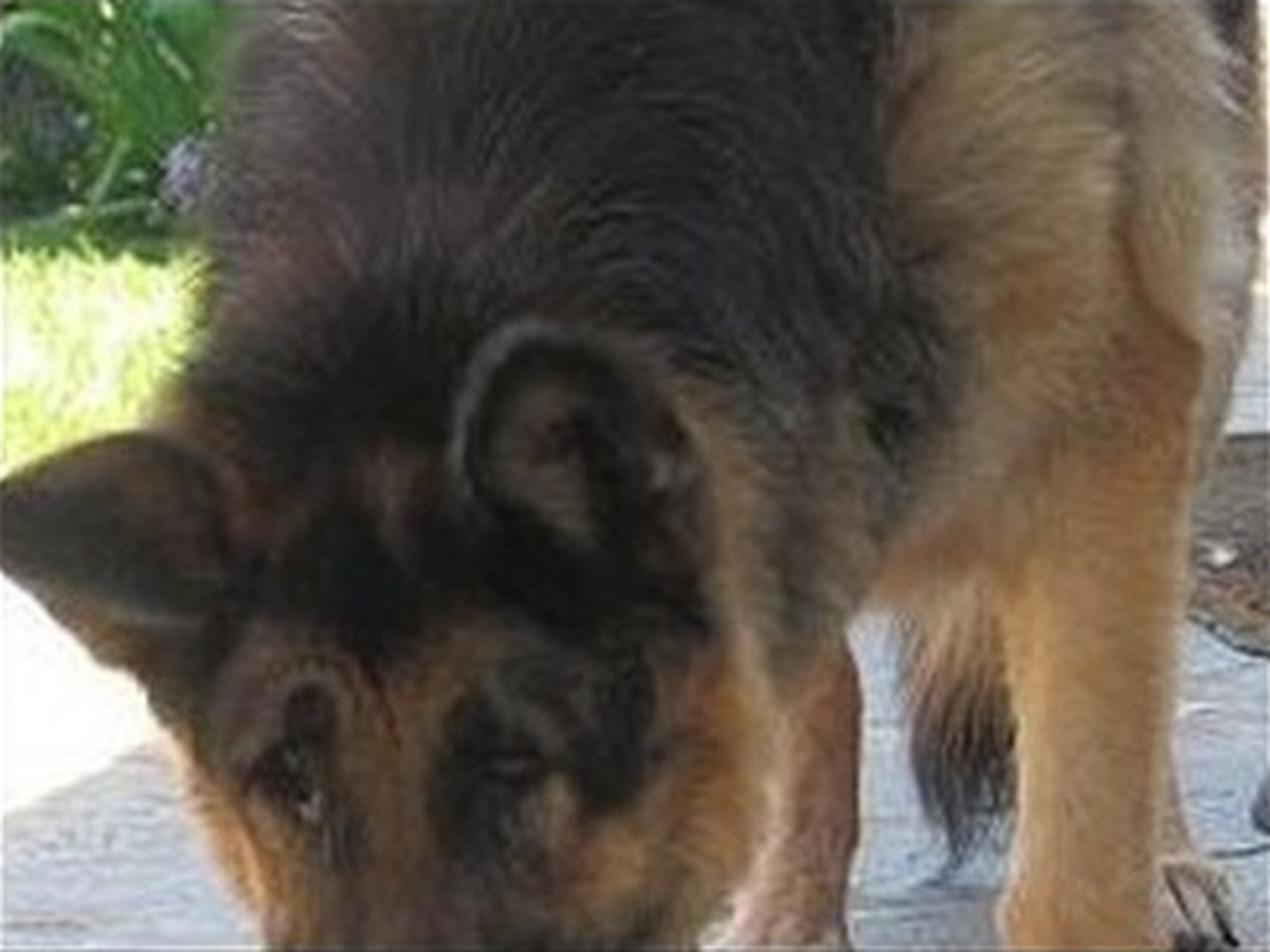 Redwood, photo 3