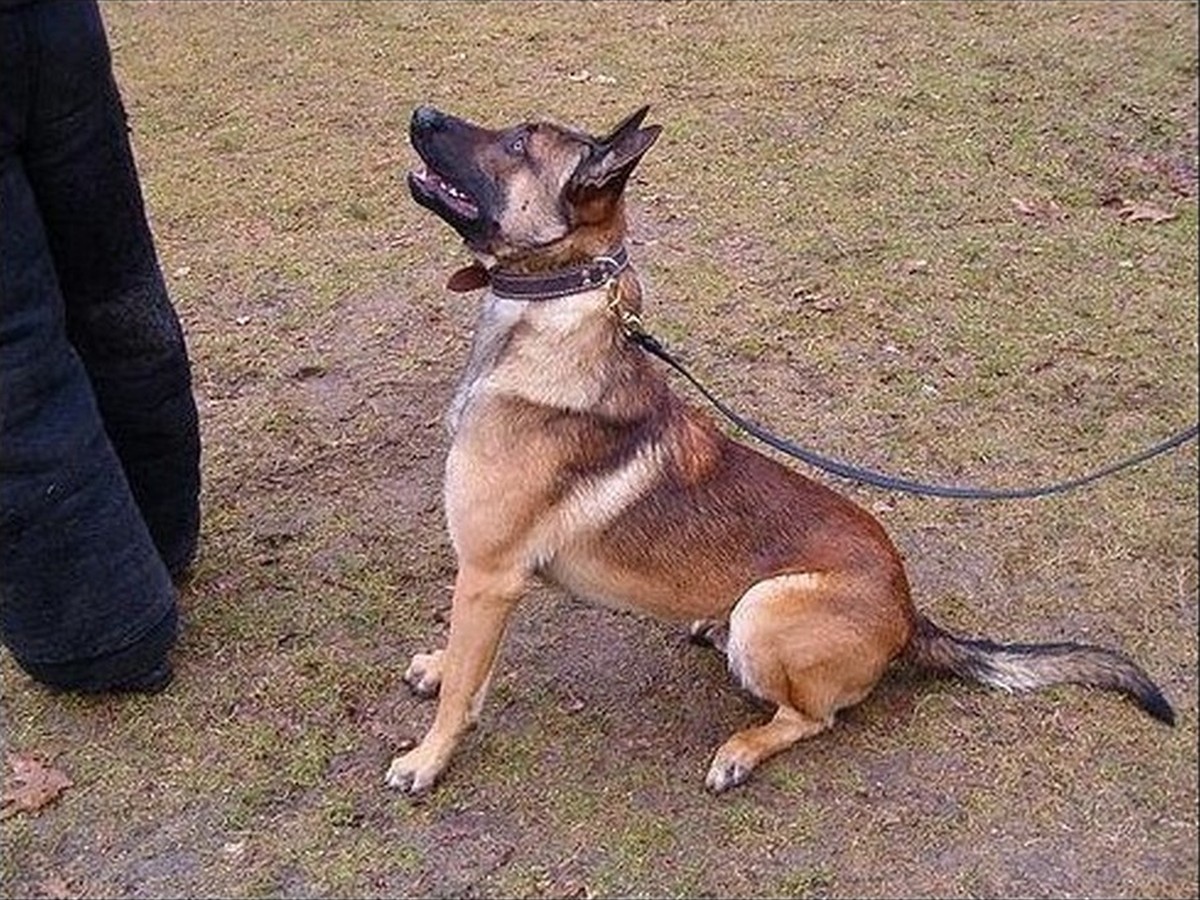 Sable, photo 1