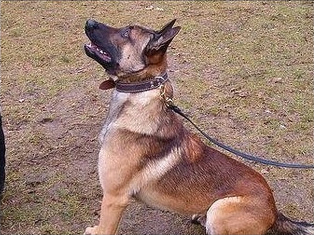 Sable, photo 2