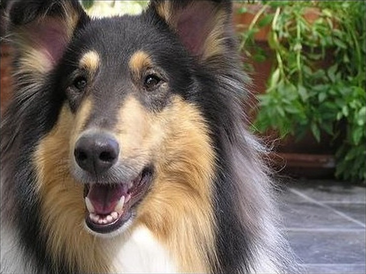 Sage, photo 3